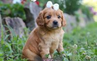 Female Mini Golden Retriever Pup - Karis