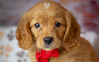 Mini Golden Pup Max