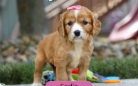 Female Mini Golden Retriever Pup - Sadie