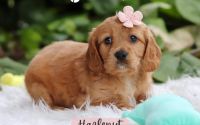 Female Mini Golden Retriever Pup - Hazelnut