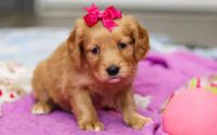 Female Mini Golden Retriever Pup - Mistletoe