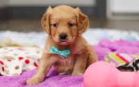 Male Mini Golden Retriever Pup - Evergreen