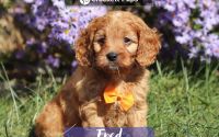 Male Mini Golden Retriever Pup - Fred