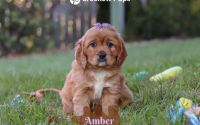 Female Mini Golden Retriever Pup - Amber