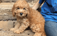 Andy - Male Mini Golden Retriever