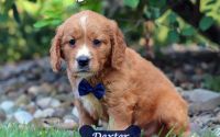 Male Mini Golden Retriever Pup - Dexter