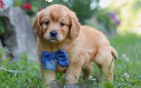 Male Mini Golden Retriever Pup - Jason