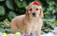 Female Mini Golden Retriever Pup - Maple