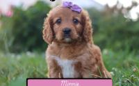 Female Mini Golden Retriever Pup - Minnie