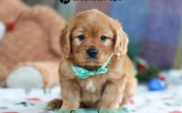 Male Mini Golden Retriever Pup - Snowshoe