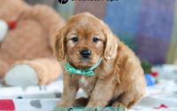 Male Mini Golden Retriever Pup - Snowshoe