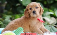Male Mini Golden Retriever Pup - Acorn
