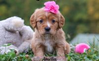 Female Mini Golden Retriever Pup - Amelia