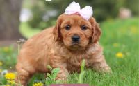 Female Mini Golden Retriever Pup - Daffodil