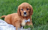 Male Mini Golden Retriever Pup - Wilson
