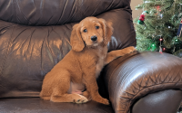 Male Mini Golden Retriever Pup - Glacier