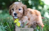 Male Mini Golden Retriever Pup - Barney