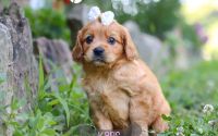 Female Mini Golden Retriever Pup - Karis