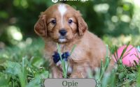 Male Mini Golden Retriever Pup - Opie