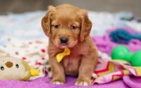Male Mini Golden Retriever Pup - Glacier
