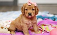 Female Mini Golden Retriever Pup - Flurry