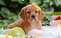 Female Mini Golden Retriever Pup - Praline