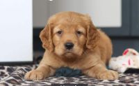 Male Mini Golden Retriever Pup - Heath