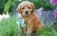 Male Mini Golden Retriever Pup - Kurt