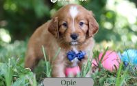 Male Mini Golden Retriever Pup - Opie