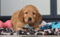 Male Mini Golden Retriever Pup - Cypress