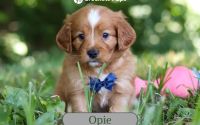Male Mini Golden Retriever Pup - Opie
