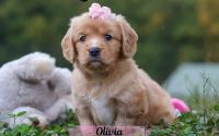Female Mini Golden Retriever Pup - Olivia