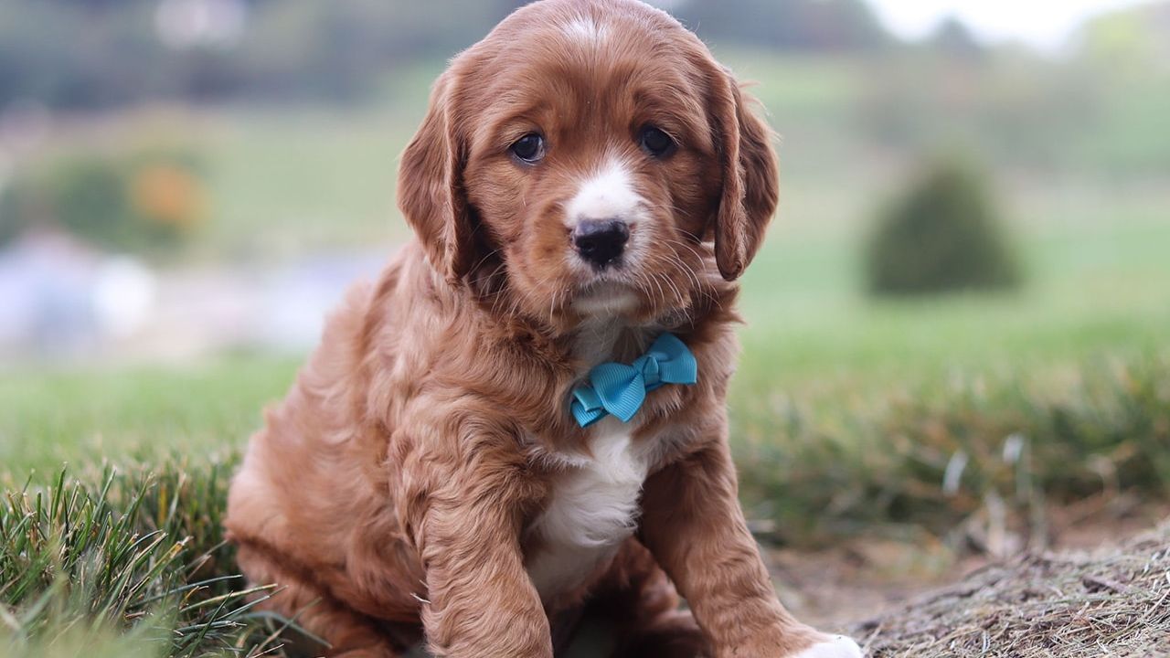 F1 Mini Golden Retriever Puppies