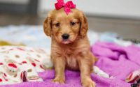 Female Mini Golden Retriever Pup - Mistletoe
