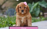 Female Mini Golden Retriever Pup - Annie