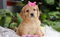 Female Mini Golden Retriever Pup - Aspen