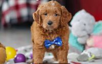 Male Mini Golden Retriever Pup - Azul
