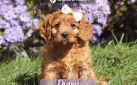 Female Mini Golden Retriever Pup - Diana