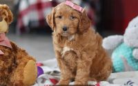 Female Mini Golden Retriever Pup - Fushia