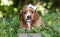 Female Mini Golden Retriever Pup - Thelma Bea