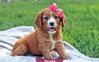 Female Mini Golden Retriever Pup - Susie