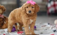 Female Mini Golden Retriever Pup - Lilac